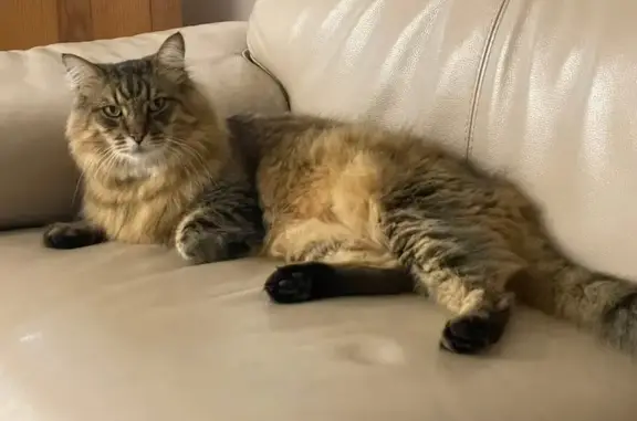 Lost Maine Coon: Brown Tabby in Sydney