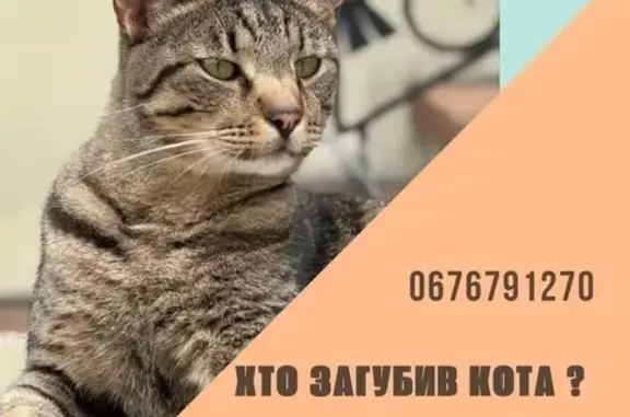 Знайдено кішку Львів, фото: Знайдена молода кішка на вул. Кирила і Мефодія