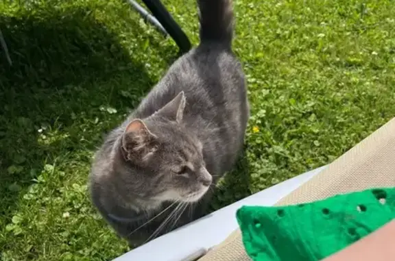 Chat tigré gris perdu à Soissons - photo
