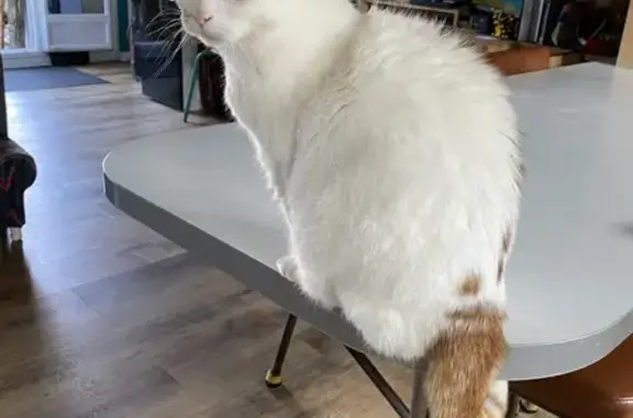 Animaux perdus Gourdon, photo: Chat perdu: Elton, 16 ans, rue Molinié