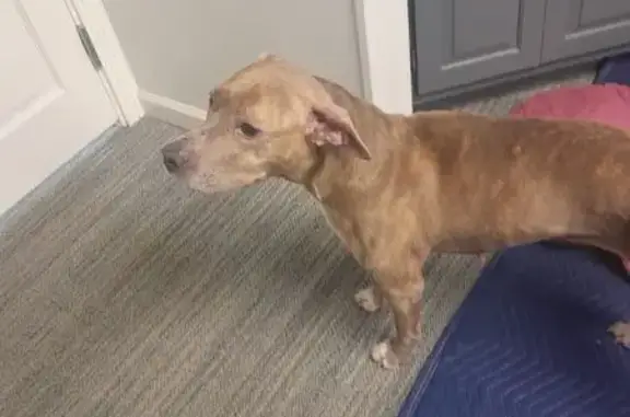 Found dog Pittsburgh, photo: Found: Female Brindle Pit Mix in Pittsburgh