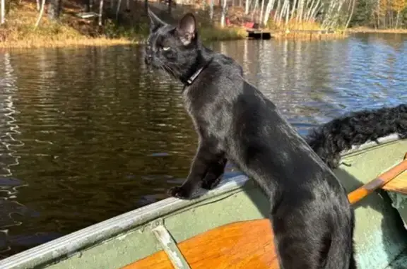 Missing cat Madison, photo: Lost Cat Alastor: Black with Unique Eyes