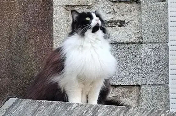 Chat perdu, Pontivy, photo: Chat noir et blanc perdu à Pontivy