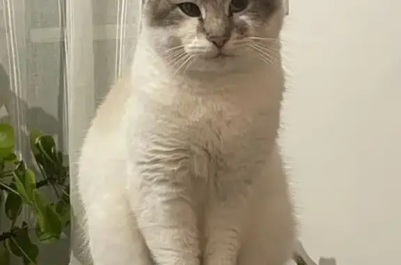 Chat perdu : mâle blanc, tête rayée, 5 ans - photo
