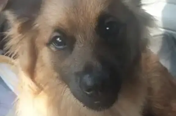 Missing Dog: Chance Lost on SE 37th Terrace