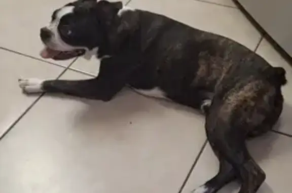 Help Bring Oreo Home to Orange City!