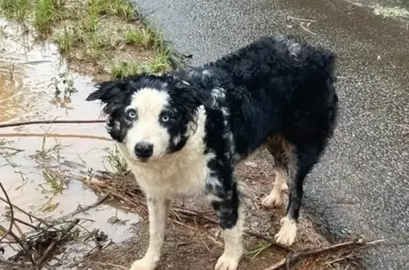 Lost Dog: Spotted Near Wexford House