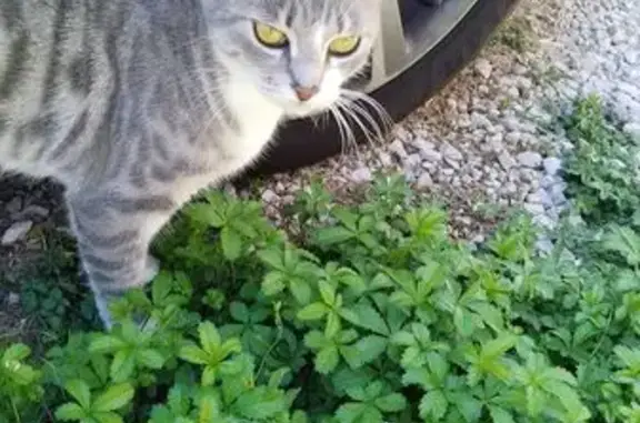 Animaux trouvés Brazey-en-Plaine, photo: Chat trouvé : blanc gris rayé, peureux, Brazey