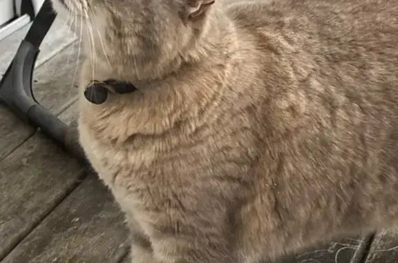 Chatte beige-grise trouvée à Angoulins - photo