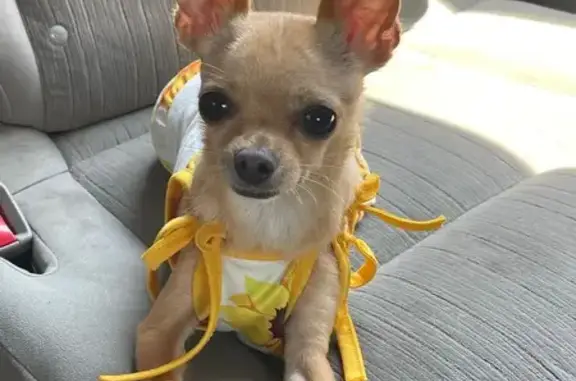 Lost Dog: Light Brown, Pink Collar, 1626