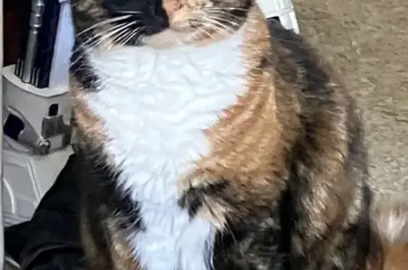 Lost Calico Cat: Vocal & Sweet, Brooks