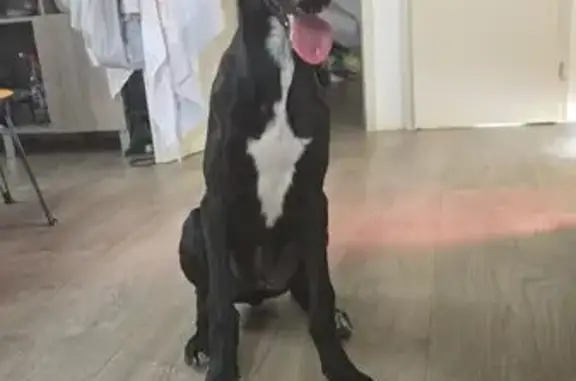 Galgo Perdido en Chipiona: 5 Meses, Pecho Blanco