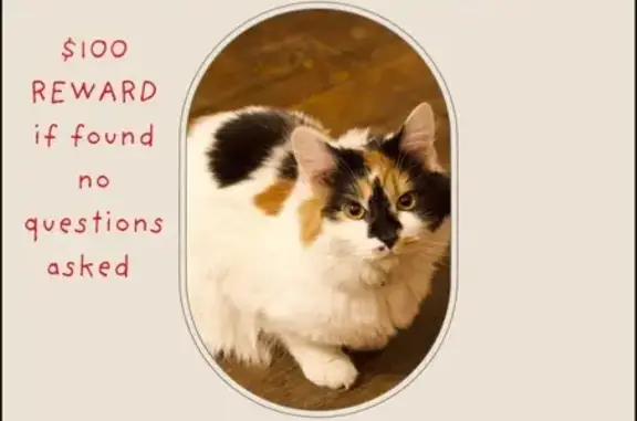Lost Sweet Calico Cat - Old Midway Rd