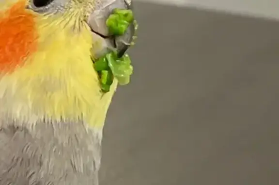 Lost Grey Cockatiel: Boardwalk Drive