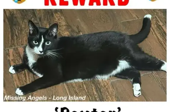 Lost Cat: Dexter, Black & White, Red Collar