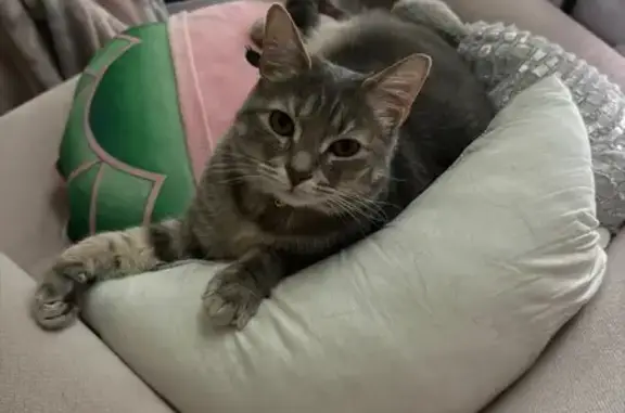 Lost Grey Tabby: Pink Collar, Indy 3052