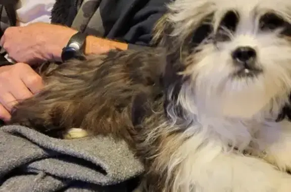 Missing dog Oklahoma City, photo: Lost Shih Tzu: Reward for Safe Return