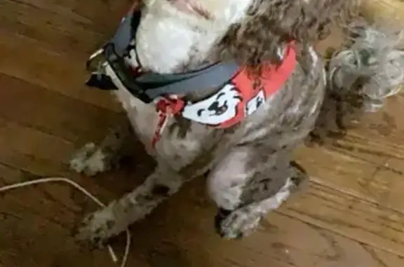 Missing dog Waukegan, photo: Lost Dog on Helmholz Ave, Waukegan