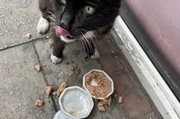 Found: Elderly Black & White C...
