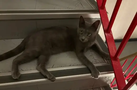 Animaux trouvés Mende, photo: Jeune chat gris trouvé à Mende, sociable