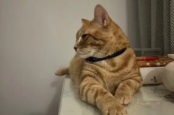 Missing cat Athens, photo: Lost Orange Tabby: Navy Collar, Athens