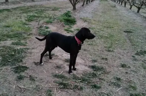 Chien perdu à Saint-André, Occitanie - photo