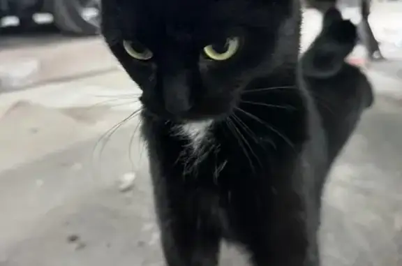 Lost Cat: Turbo - Black with White Patch