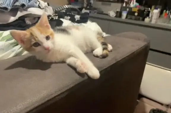 Calico cat, whole body white and her head and her back and tail coloured orange and black. She has a patch shaved on her front arm and her side and green eyes