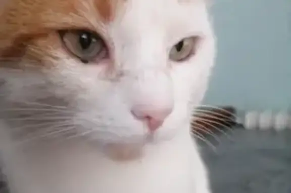 Chat mâle 3 ans perdu, blanc tacheté roux - photo