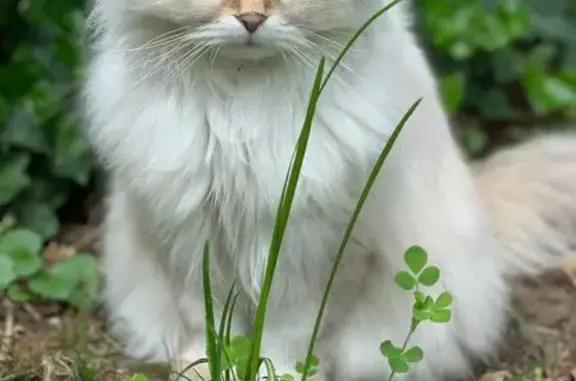 Chat perdu, Pléneuf-Val-André, photo: Chat blanc perdu, British Longhair, 11 ans