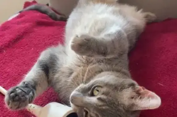 Animaux perdus , photo: Chat gris perdu à Montigny-la-Resle