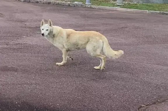 Chien craintif aperçu au cimetière Tomblaine - photo