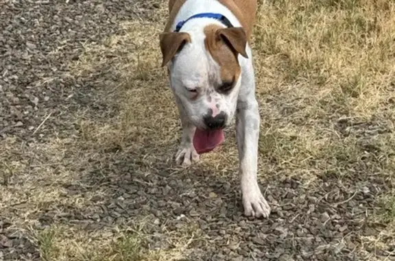 Found dog Phoenix, photo: Found: Sweet Young Pup on Greenfield Rd