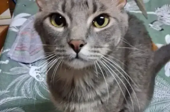 ¡Gato Atigrado Perdido en Javalí Nuevo!