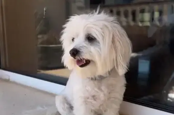 Perro Perdido: Colgante Azul en Castellgalí