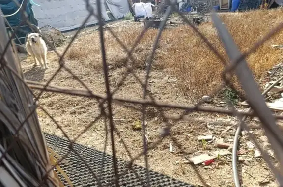 Rescate Urgente: Animales en P...