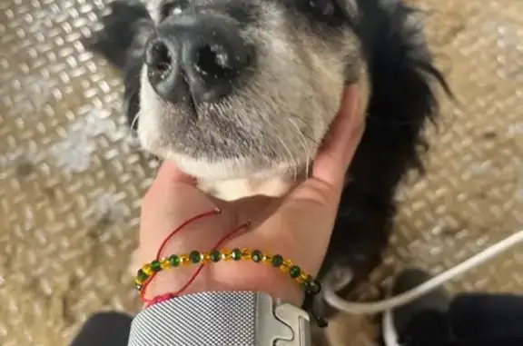 Perro encontrado Las Palmas de Gran Canaria, foto: Perra Mayor Cariñosa y Activa en Las Palmas
