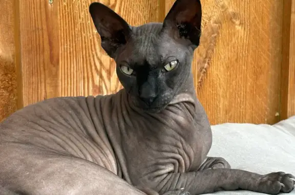 Chat perdu, Lesparre-Médoc, photo: Chat SPHYNX noir perdu à Lesparre-Médoc
