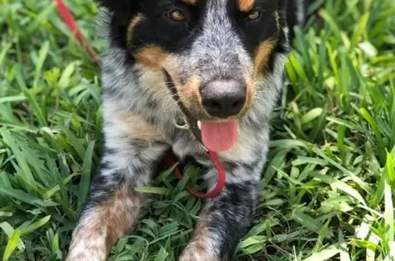 Missing dog McAllen, photo: Lost Dog: Buddy, Blue Heeler Mix in McAllen