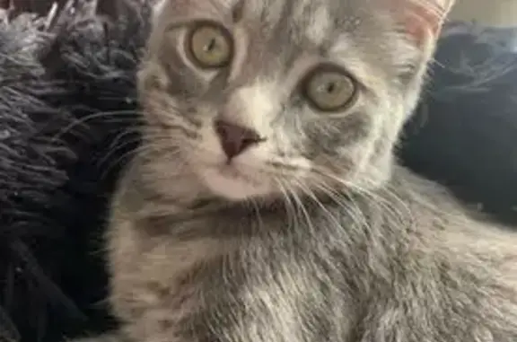 Chat perdu : Charli, gris tigré, Lacenas - photo