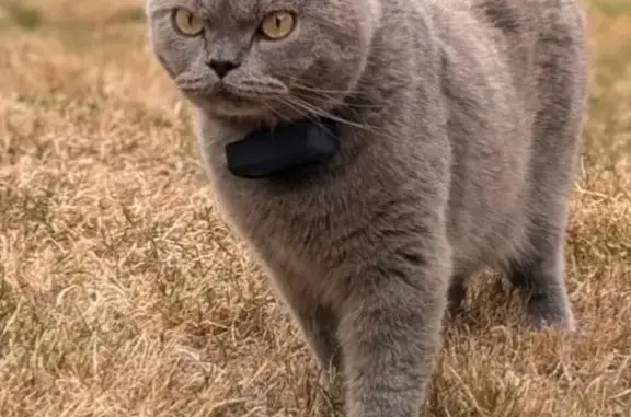 Animaux perdus Mauves-sur-Loire, photo: Chat perdu : Tofu, 2 ans, Mauves-sur-Loire