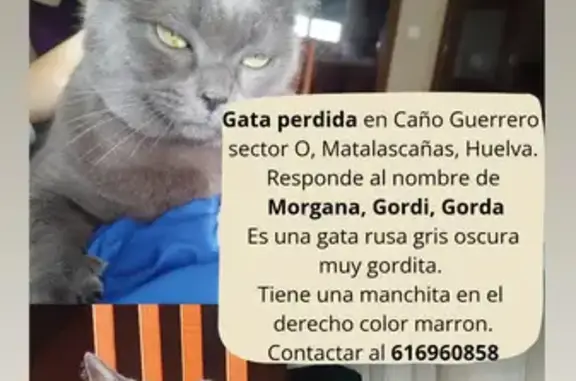 Gata Rusa Perdida en Almonte: Sector Ostrero