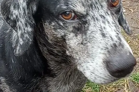 Help Find Dapple: Stolen Chiweenie Mix