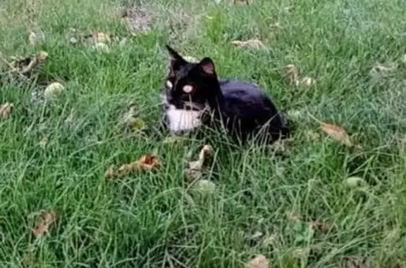 Chat perdu, Ebersheim, photo: Chat perdu noir et blanc à Ebersheim