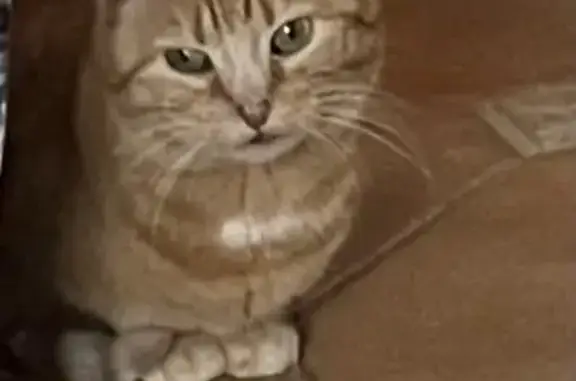 Animaux perdus , photo: Chatte rousse perdue à Viabon