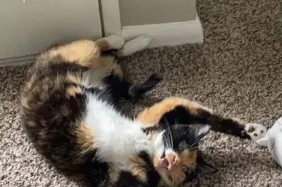 Lost Calico Cat: Skittish & Unique Markings