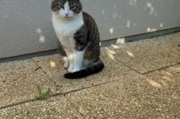 Chat perdue Rue Placide Alexandre, Mont-Cauvaire - photo