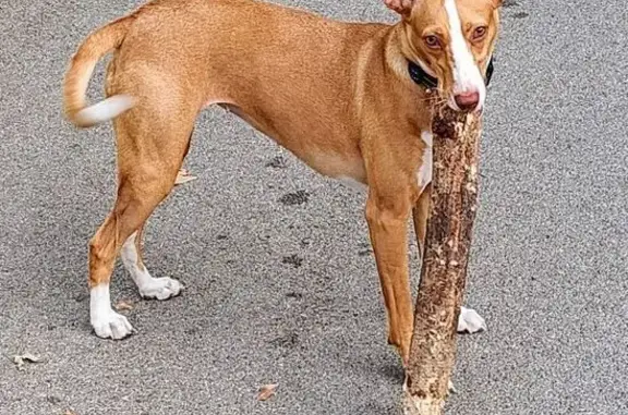 Perra Perdida: Lola, Podenca Joven en Terrassa