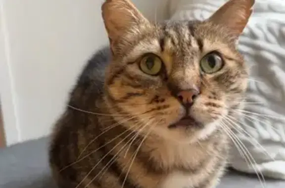 Chat perdu : Petit papi, 12 ans, Rue Nonnet - photo