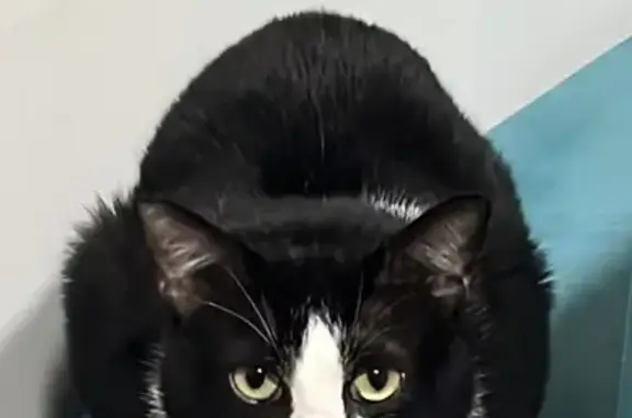 gato desaparecida